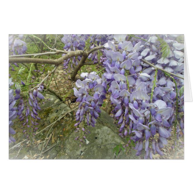 Wisteria en los bosques (Anverso (Horizontal))