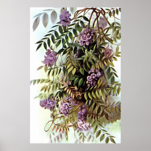 Wisteria Frutescens Pintura de arte botánico