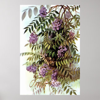 Wisteria Frutescens Pintura de arte botánico