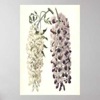Wisteria Sinensis Arte Botánico Aislado En Blanco
