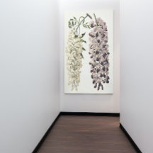 Wisteria Sinensis Arte Botánico Aislado En Blanco