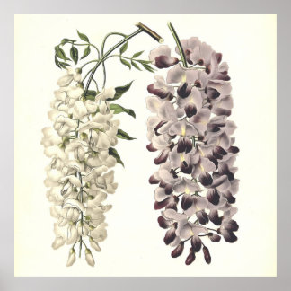 Wisteria Sinensis Arte Botánico Aislado En Blanco