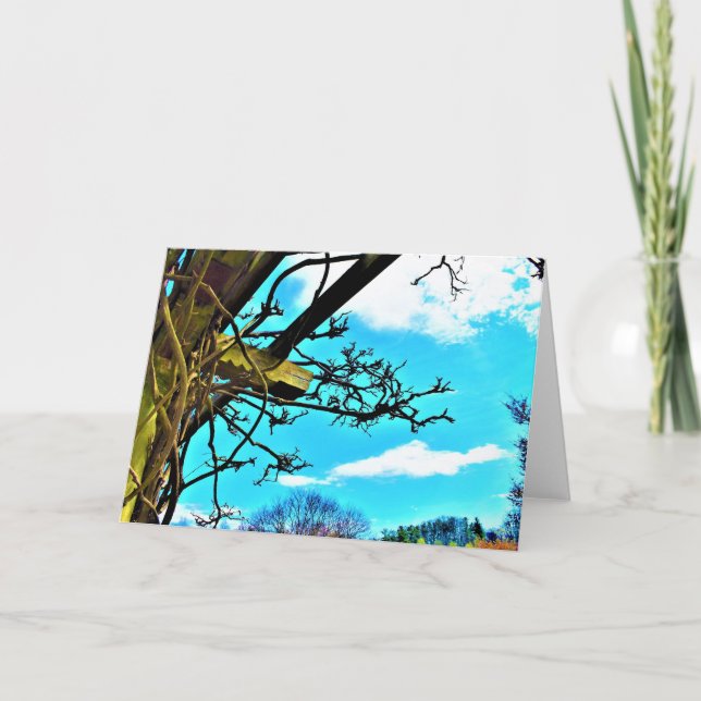 Wisteria, tarjeta (Anverso)