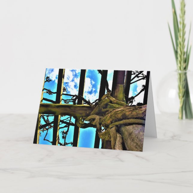 Wisteria, tarjeta (Anverso)