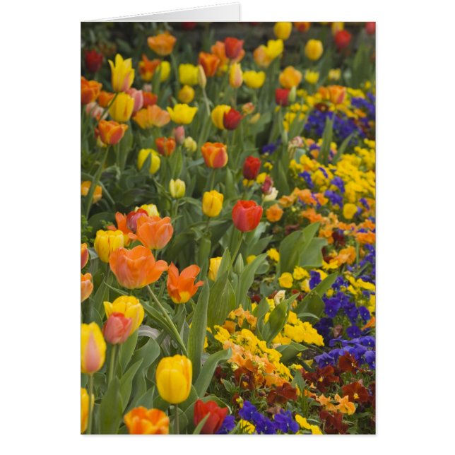 Wisteria y tulipanes en el jardín de Dumbarton (Frente)