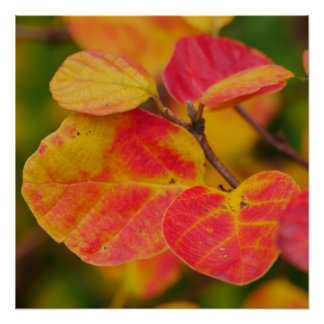 Witch Alder Poster