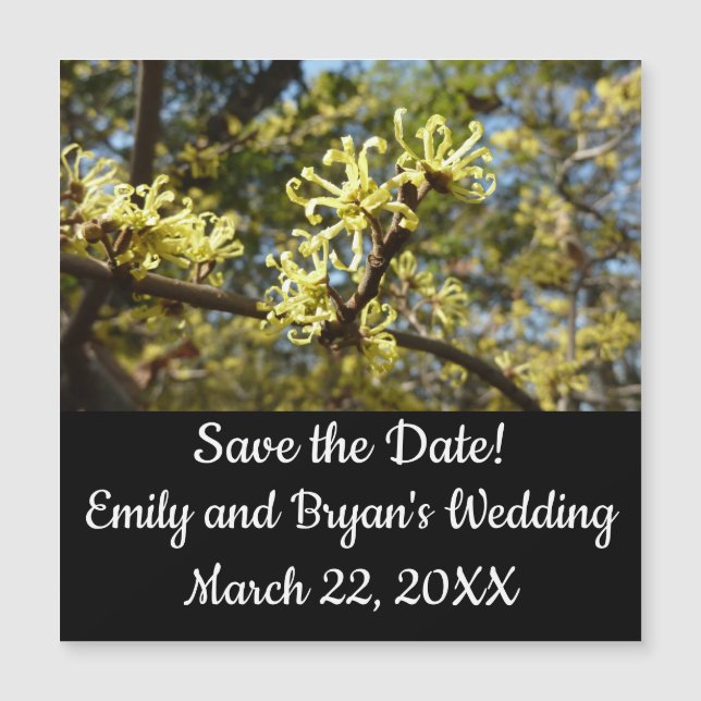 Witch Hazel Flowers (Anverso)