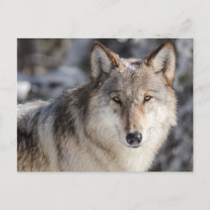 Wolf en la tarjeta postal de la foto de la nieve