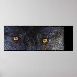 WOLF EYES Poster de Arte de Vida Silvestre