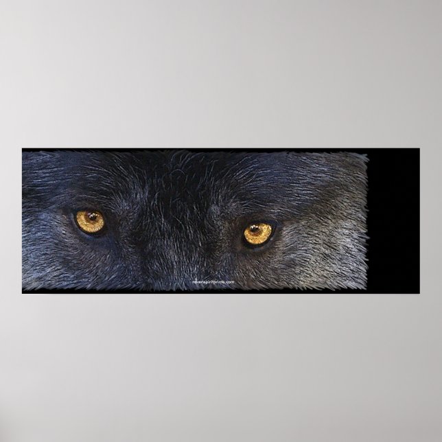 WOLF EYES Poster de Arte de Vida Silvestre (Frente)