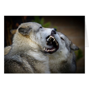 Wolf Fight
