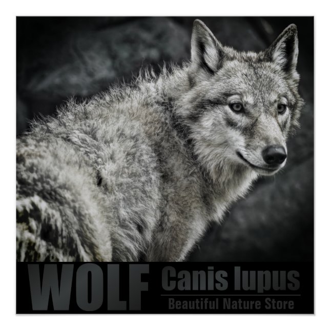 WOLF：Glossy Poster (Anverso)