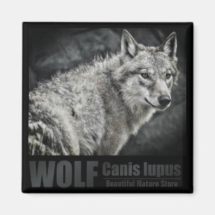WOLF: imán cuadrado
