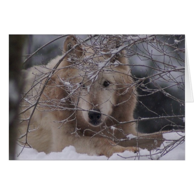 Wolf in Snow (Anverso (Horizontal))