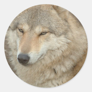 Wolf Pegatina