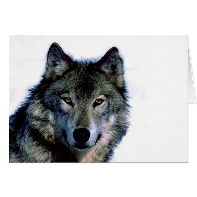 Wolf Portrait (Anverso (Horizontal))