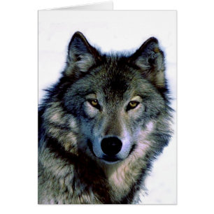 Wolf Portrait