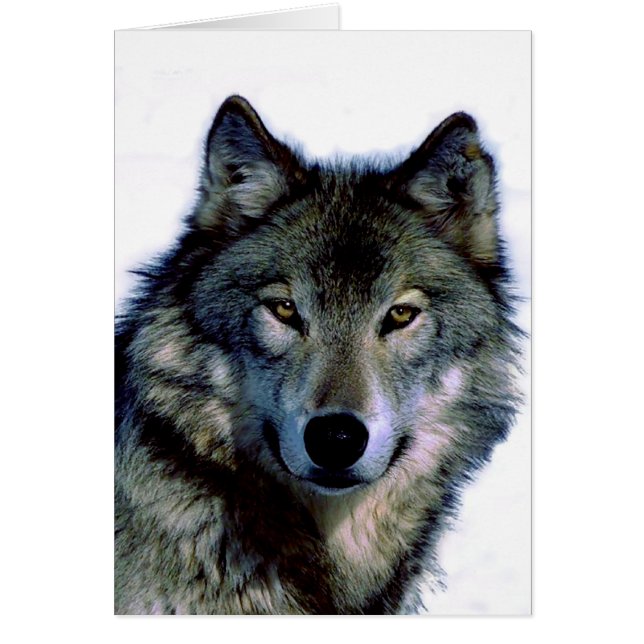Wolf Portrait (Frente)
