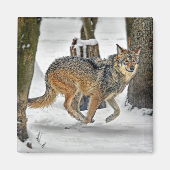 Wolf Running en el imán de la nieve (Frente)