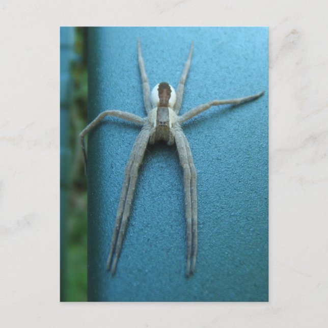 Wolf Spider 165 ~ postal (Anverso)