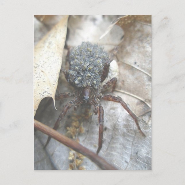 Wolf Spider Babies Huevos Funda postal (Anverso)