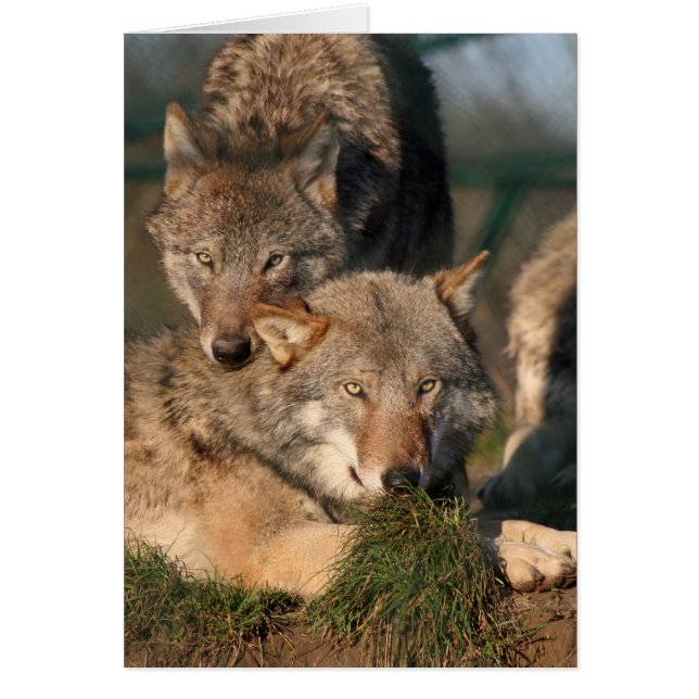 wolfpair precioso (Frente)