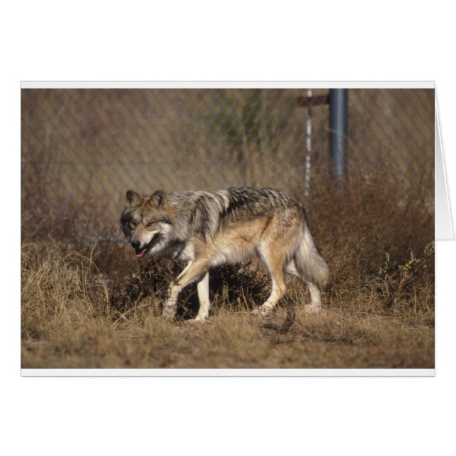 WOLVES (Anverso (Horizontal))