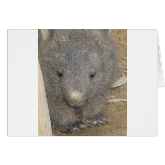 Wombat (Anverso (Horizontal))