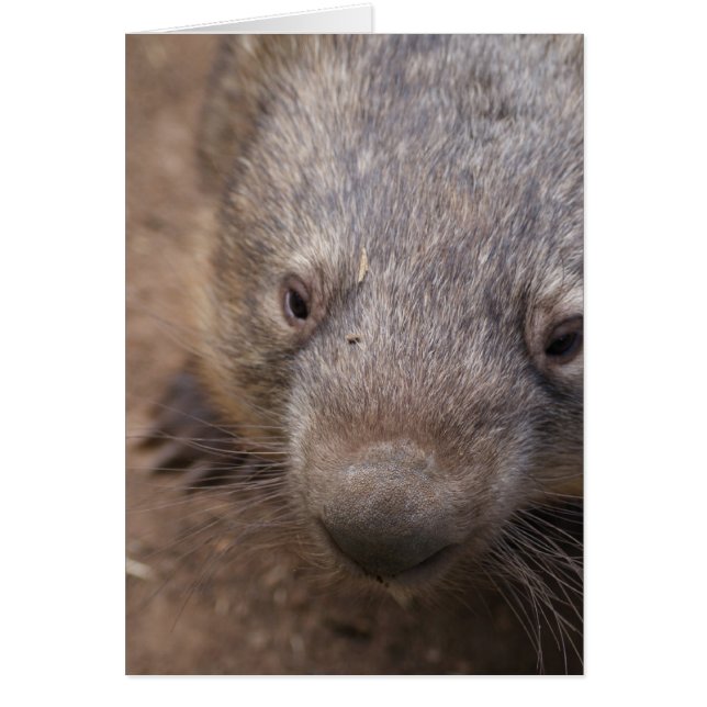 Wombat Kiss (Frente)