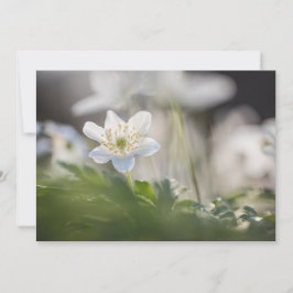 Wood Anemone Nature Photo Card