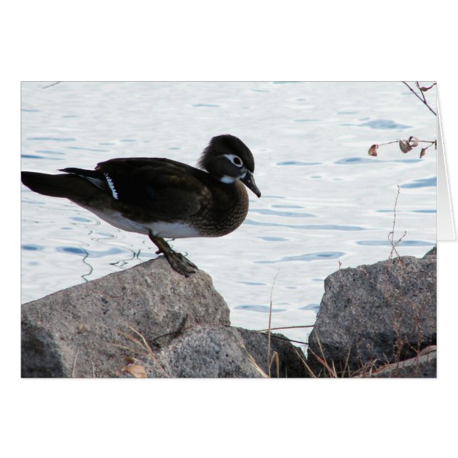Wood Duck Hen (Anverso (Horizontal))