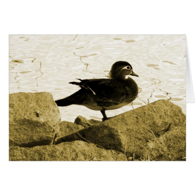 Wood Duck Hen (Anverso (Horizontal))