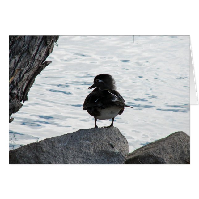 Wood Duck Hen (Anverso (Horizontal))