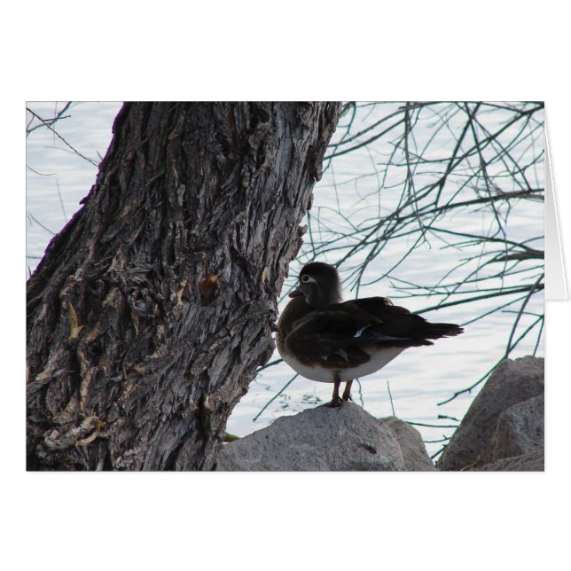 Wood Duck Hen (Anverso (Horizontal))