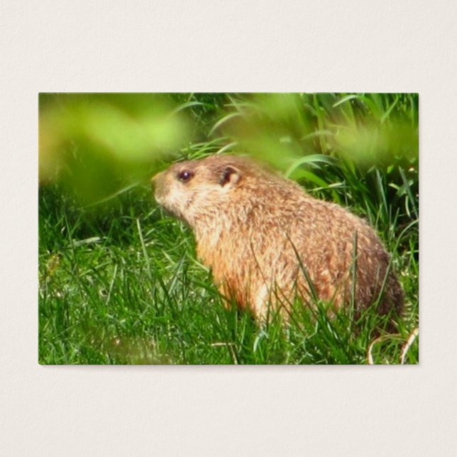 Woodchuck ~ ATC (Frente)