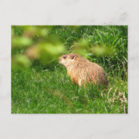 Woodchuck ~ postal