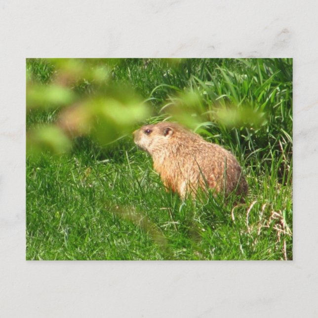 Woodchuck ~ postal (Anverso)