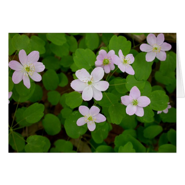 Woodland Anemones (Anverso (Horizontal))