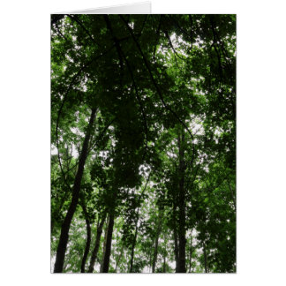 Woodland Canopy 01