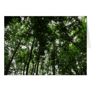 Woodland Canopy 01