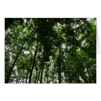 Woodland Canopy 01