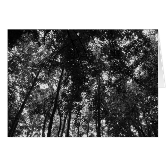 Woodland Canopy 01 BW (Anverso (Horizontal))