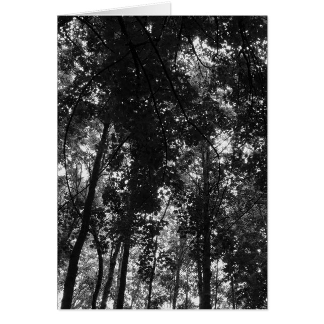 Woodland Canopy 01 BW (Frente)