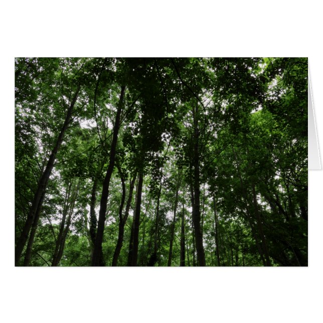 Woodland Canopy 02 (Anverso (Horizontal))