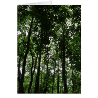 Woodland Canopy 02