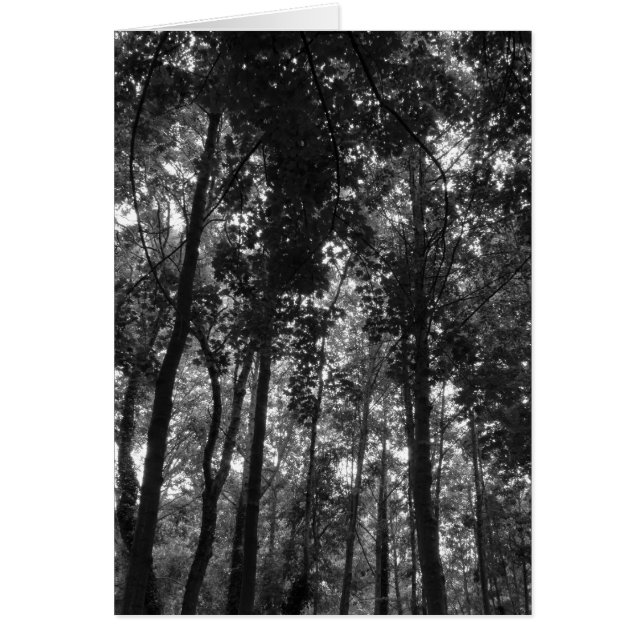 Woodland Canopy 02 BW (Frente)