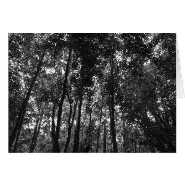 Woodland Canopy 02 BW (Anverso (Horizontal))