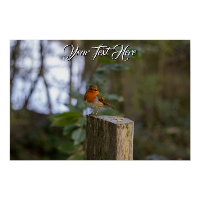 Woodland Robin Glossy Poster (Anverso)