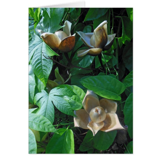 Woodrose hawaiano (Frente)