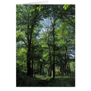 Woods. Bute Park, Cardiff